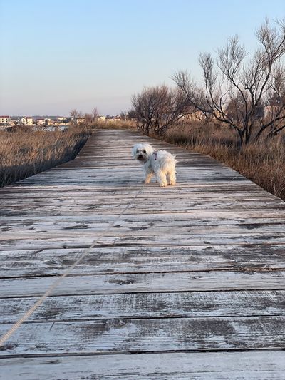 A dog walk on the sea side