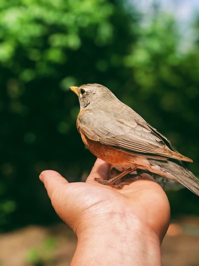 Close-up of hand holding bird