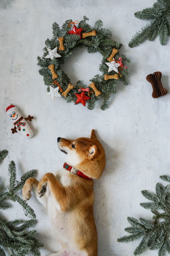 High angle view of dog on floor