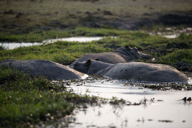 View of hippos on land