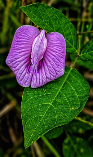 Close-up of purple flowering plant