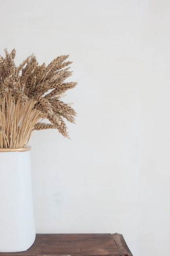 Plant in vase on table against wall