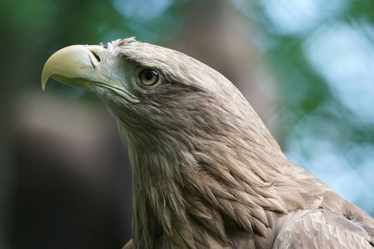 Close-up of eagle looking up