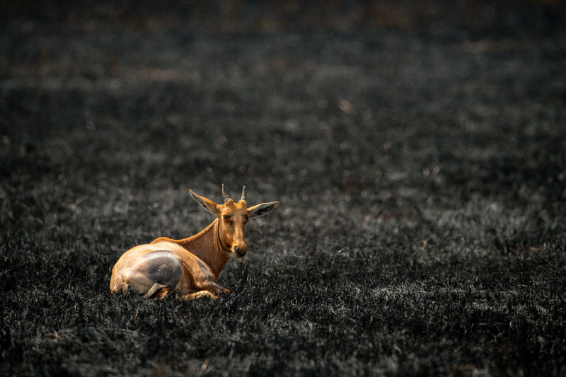 Young coke hartebeest lies in burnt grass