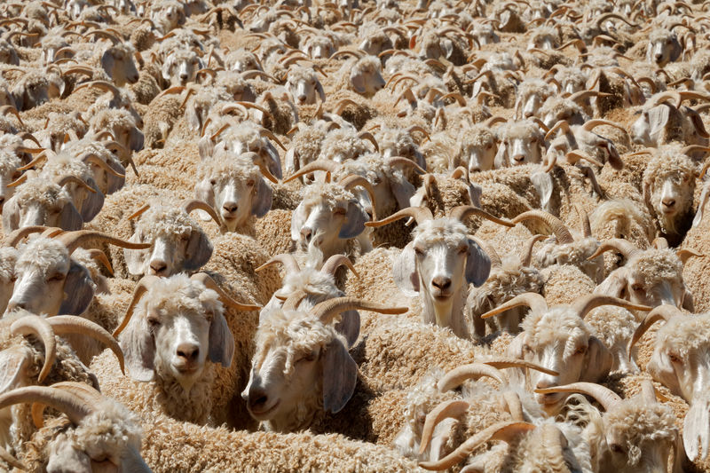 Angora goats crammed in a paddock on a rural south african farm