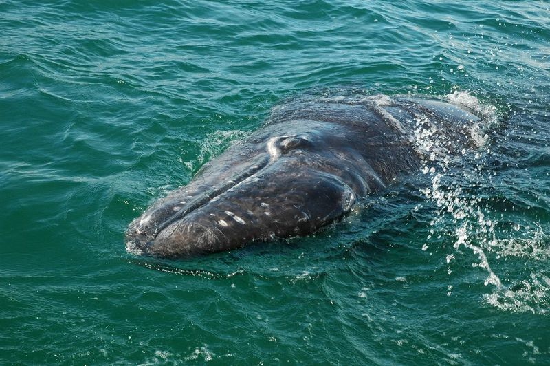 High angle view of gray whale swimming in sea