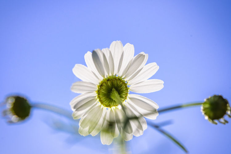 Close-up of white flower against blue sky