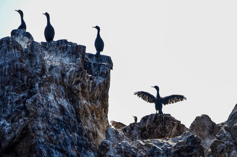 Low angle view of cormorants perching on cliff against sky