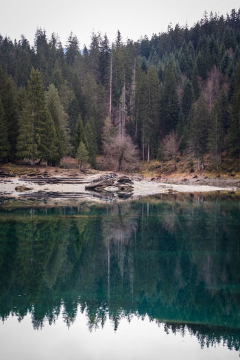 Reflection of trees in forest against sky