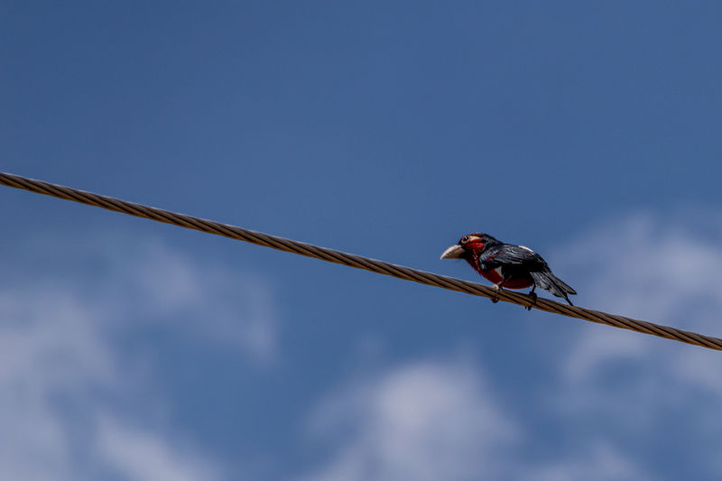 Double-toothed barbets, lybius bidentatus, perched on overhead wires, entebbe, uganda