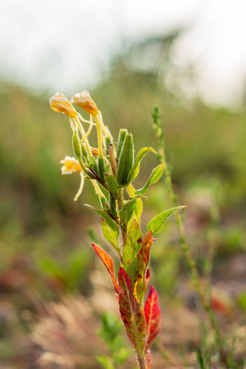 Close-up of flowering plant on field