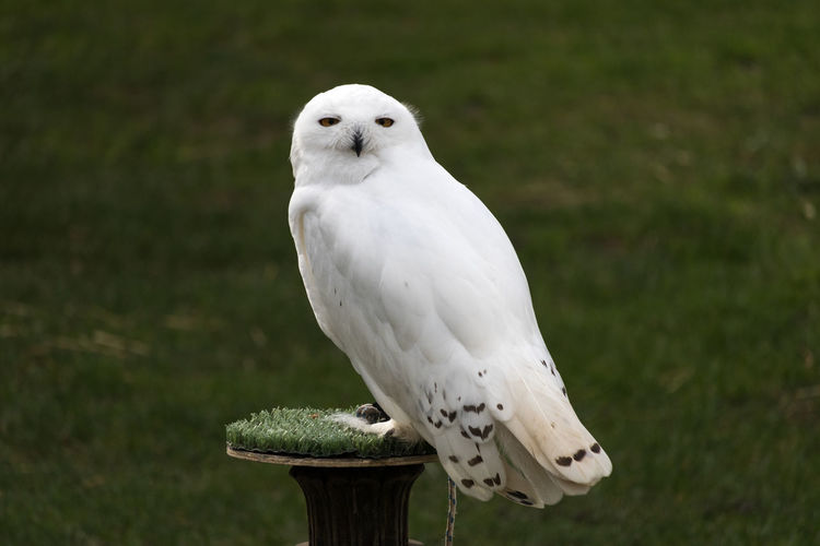 Close-up of snowy owl perching on metal post