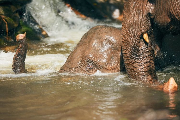 Close-up of elephants in river