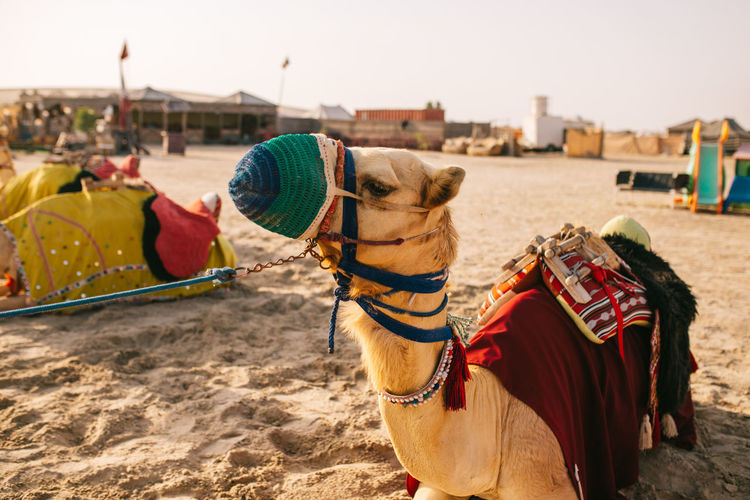 Camel with saddle and knitted muzzle lying on dry sand in caravan camp in morning in doha, qatar