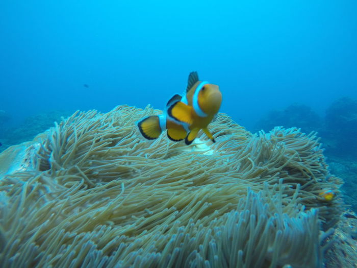 Fish swimming by sea anemone in sea
