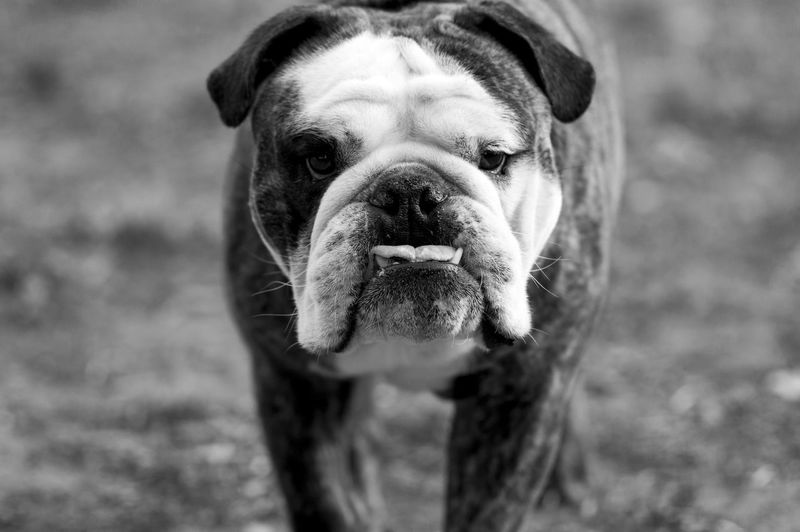 Portrait of english bulldog standing on field