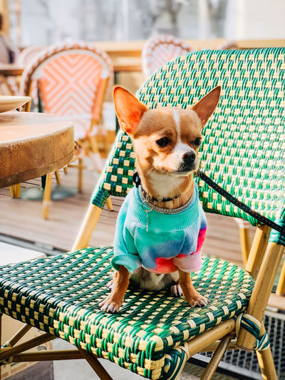Portrait of dog sitting on chair