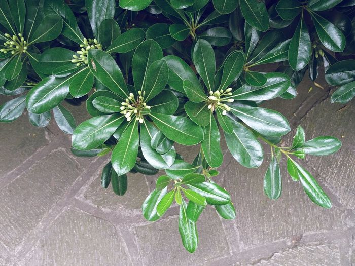 High angle view of green plant