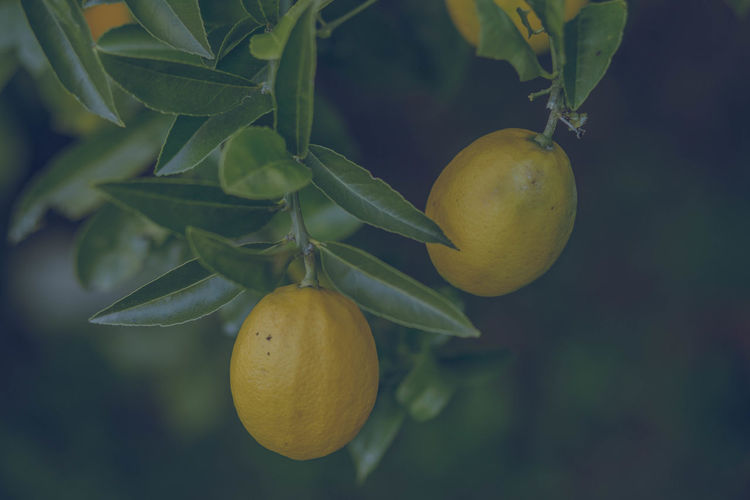 Close-up of lemon hanging on tree