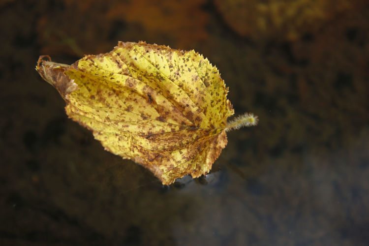 Close-up of yellow leaf on field