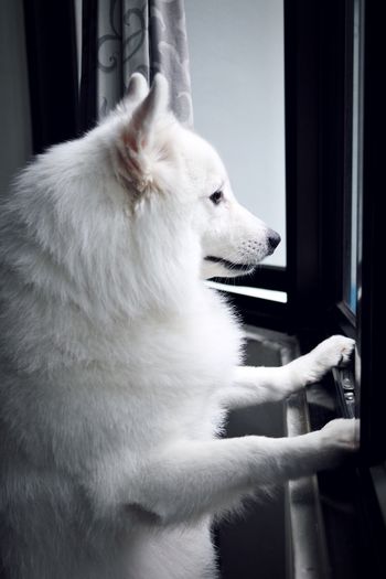 Side view of a dog looking through window