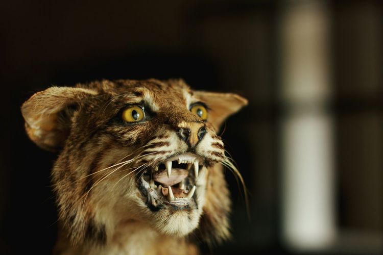 Close-up of aggressive bobcat