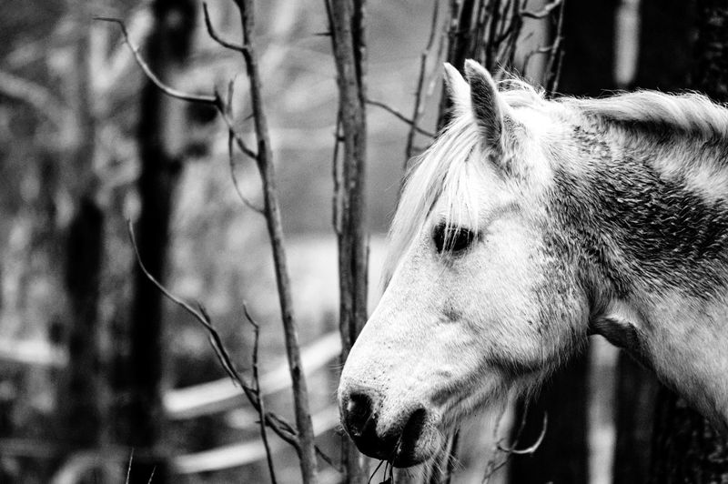 animal