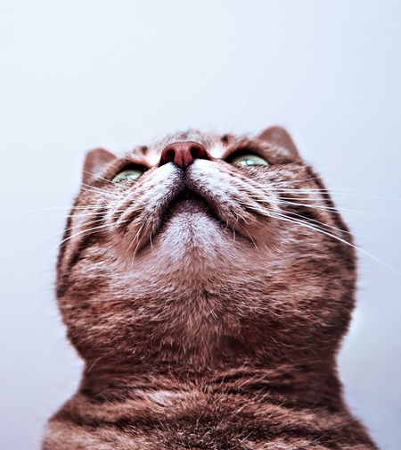 Close-up of a tabby cat looking up over white background