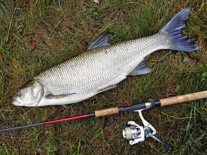 High angle view of dead fish by fishing rod on field