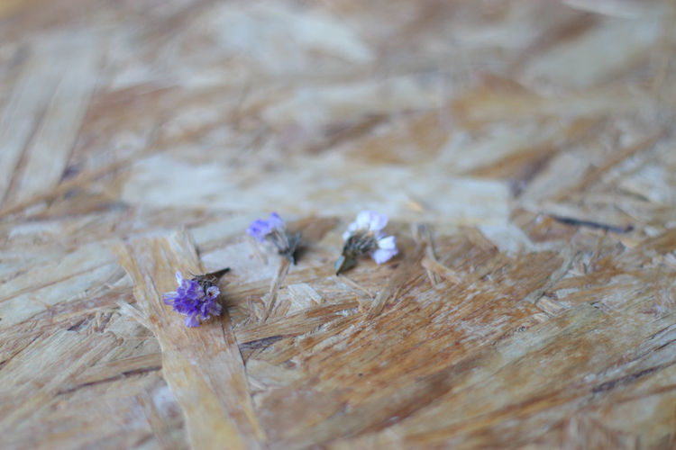 Close-up of purple flower on wooden surface