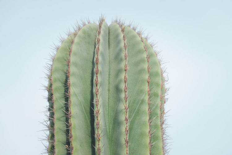 Close-up of cactus plant against clear sky