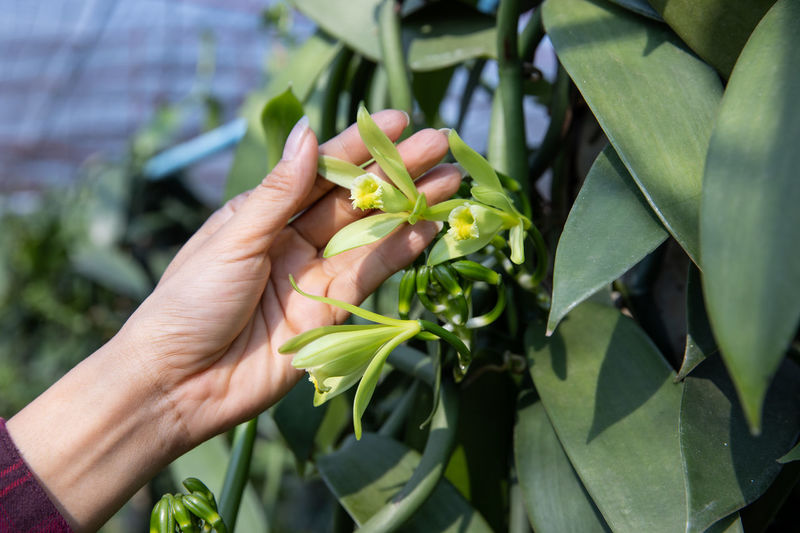 Cropped hand of woman holding plant