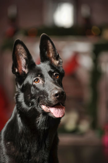 Portrait of black dog looking away