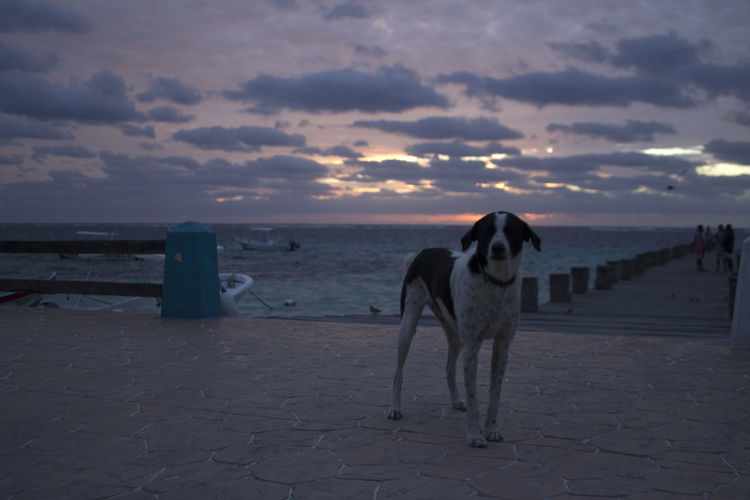 Dog on beach against sky during sunset