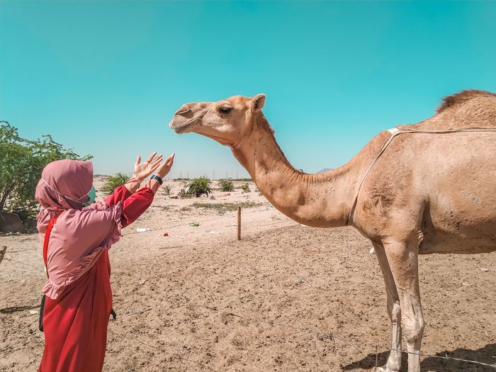 Woman wearing mask gesturing towards camel against sky