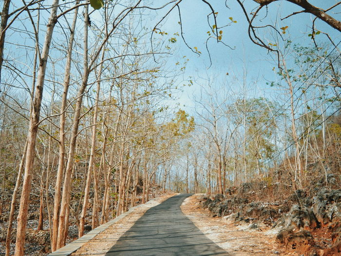 Empty road along bare trees in forest