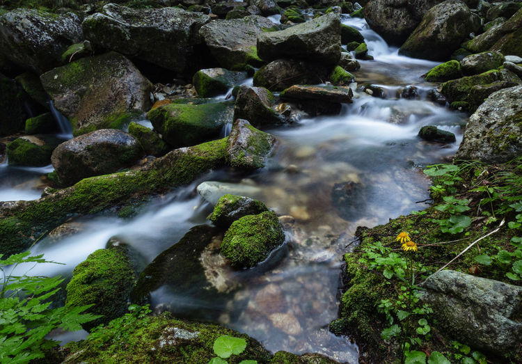 Stream flowing through rocks in retezat mountains 