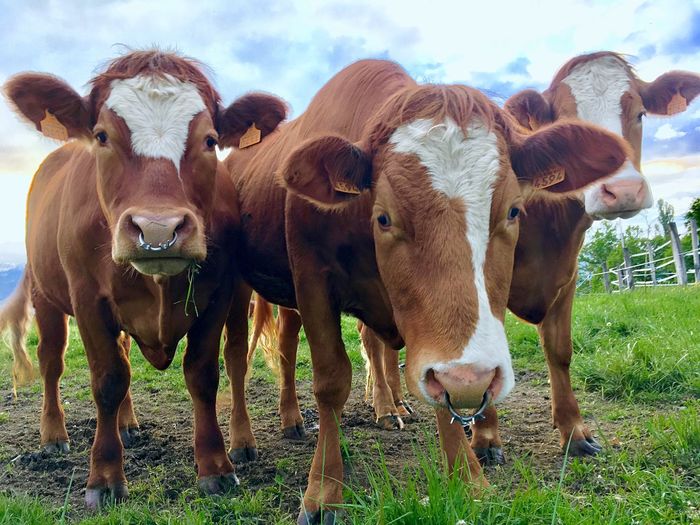 Portrait of cows standing in field