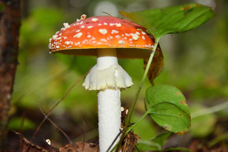 Close-up of mushroom growing in forest