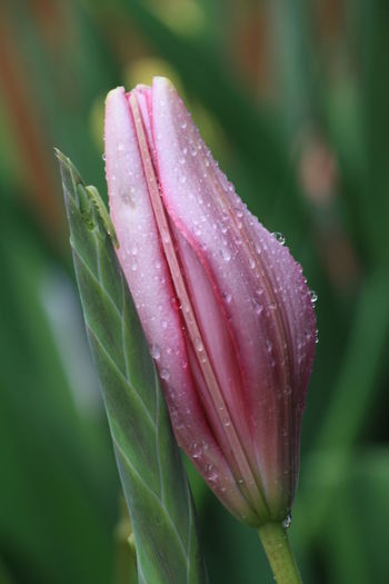 Close-up of wet pink flower bud during monsoon