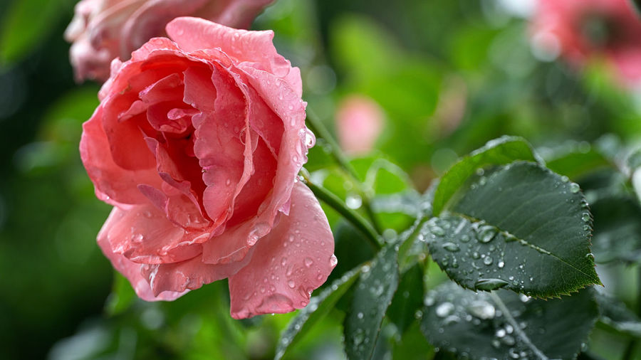 Close-up of wet rose in rainy season