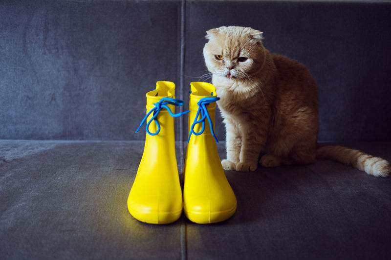 Rainy mood, outfit for rainy day. yellow rubber boots and scottish fold cat on gray sofa. colors 