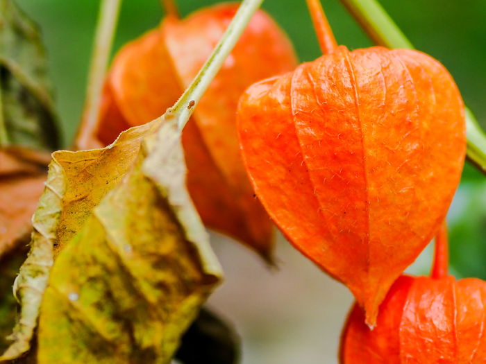 Close-up of orange leaves on plant during autumn