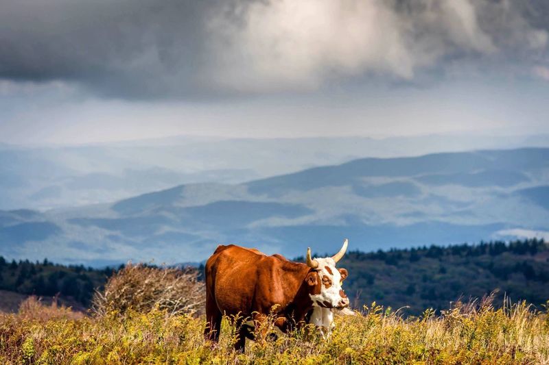 Cow standing on field against mountain