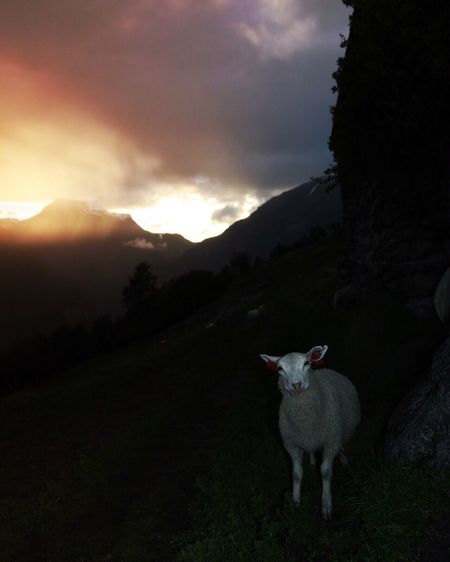 Sheep standing on field against mountain during sunset