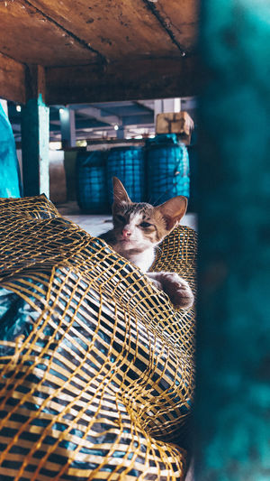 Portrait of cat relaxing