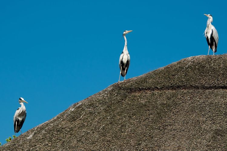 Low angle view of cranes perching on rock against clear sky during sunny day