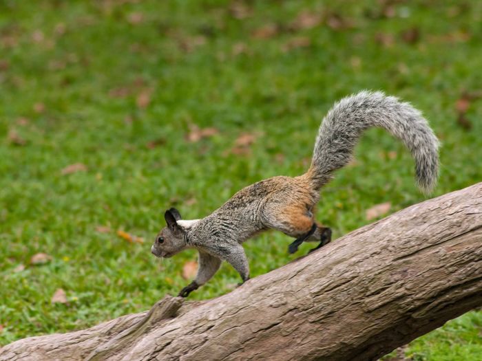 Squirrel walking along fallen tree