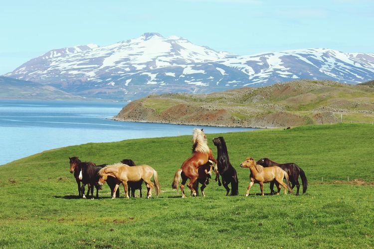 Horses on field against mountain range