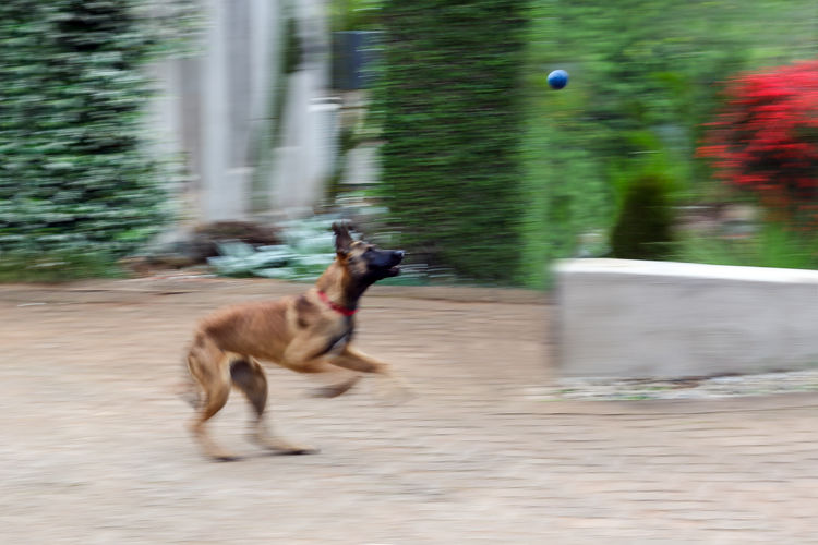 View of dog running on street